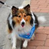 dog walk 2013-5117